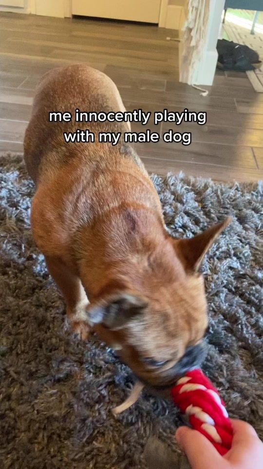 TikTok video thumbnail by hobeythedog