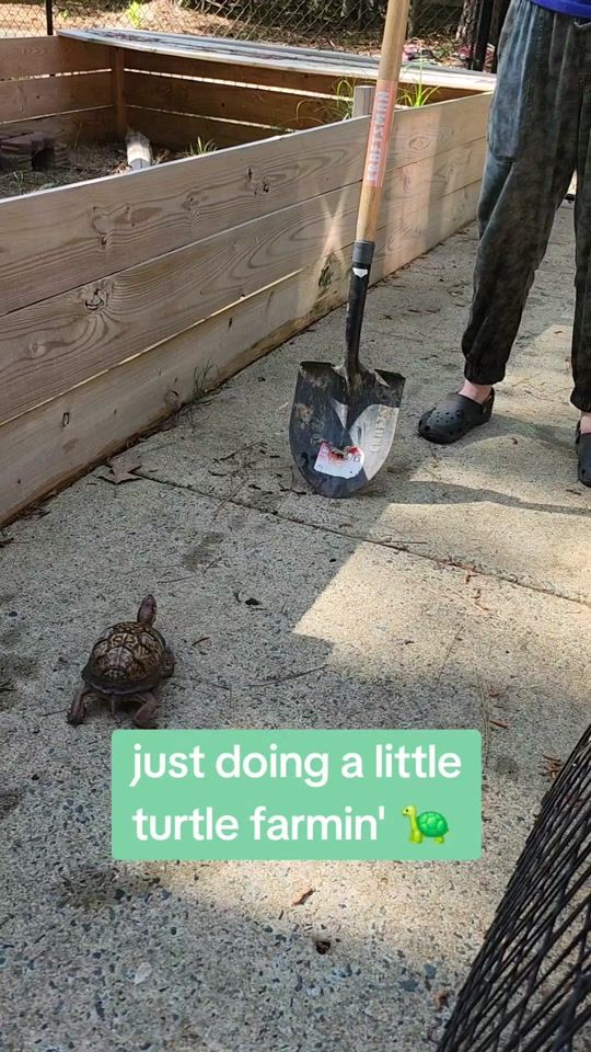 TikTok video thumbnail by bewildreptilerescue