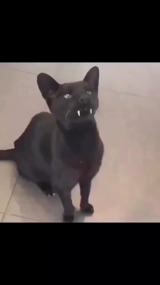 TikTok video thumbnail by dltun