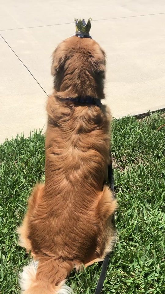 TikTok video thumbnail by rowdyretrievers