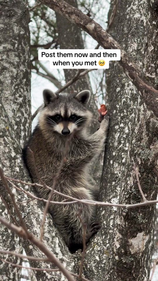 TikTok video thumbnail by amandakayemitchell