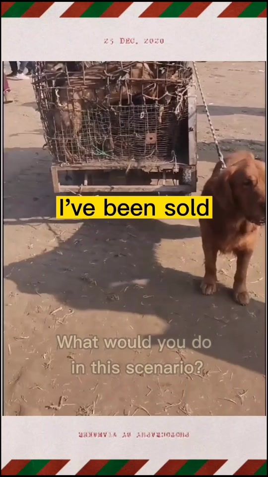 TikTok video thumbnail by dog00004