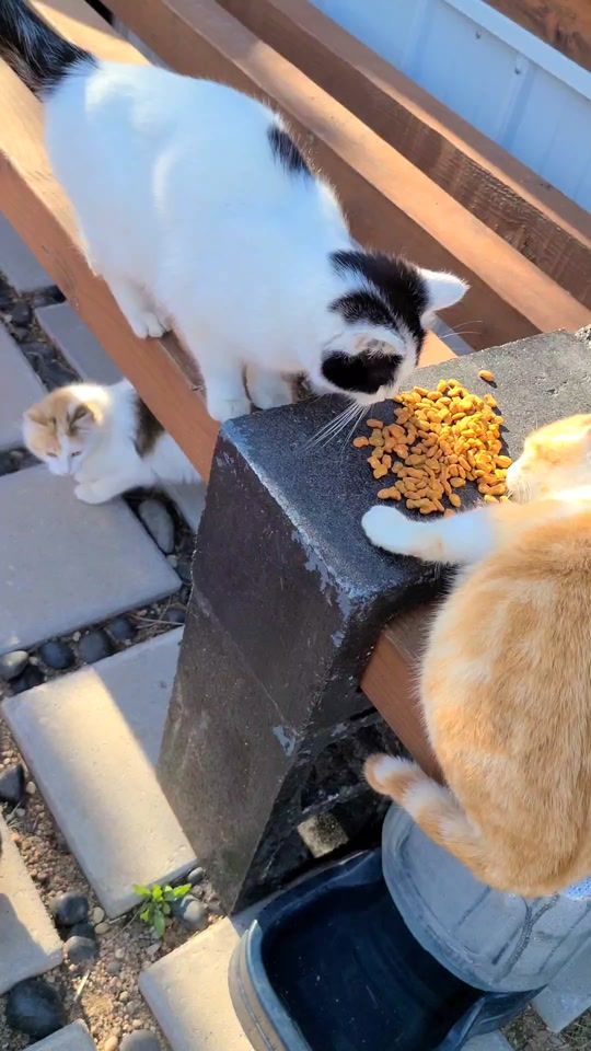 TikTok video thumbnail by flippin.ferals