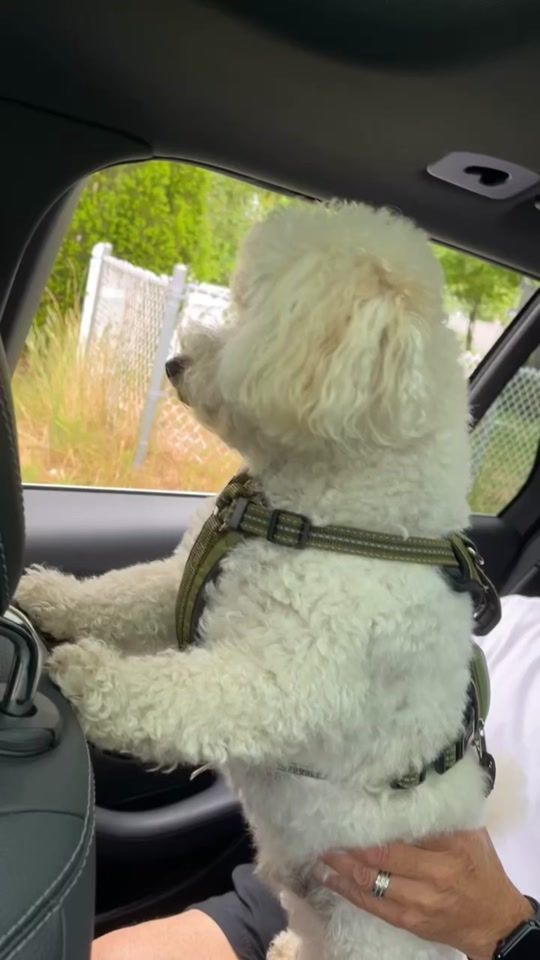 TikTok video thumbnail by beansworld20