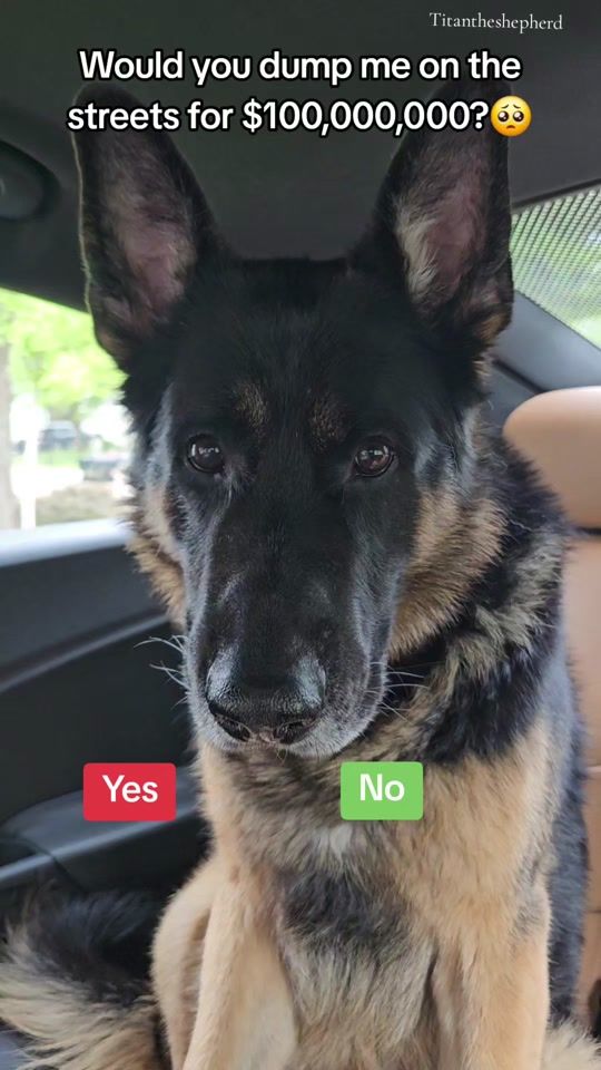 TikTok video thumbnail by titan.the.shepherd