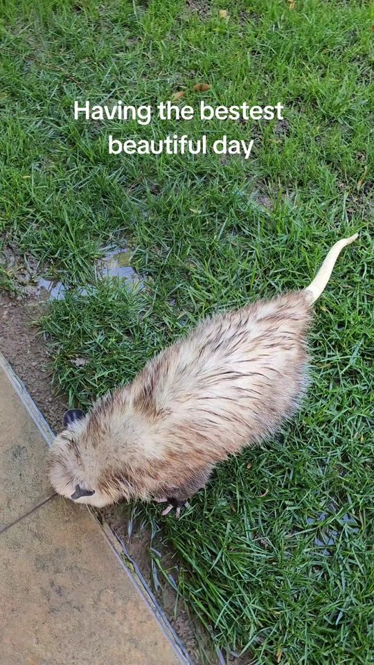 TikTok video thumbnail by opossumdawgmom