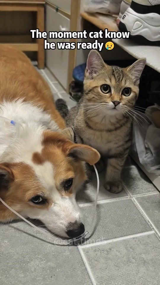 TikTok video thumbnail by cat.time5