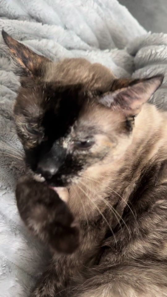 TikTok video thumbnail by peacelovedogs1111