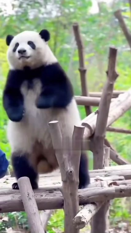 TikTok video thumbnail by lisapeng546