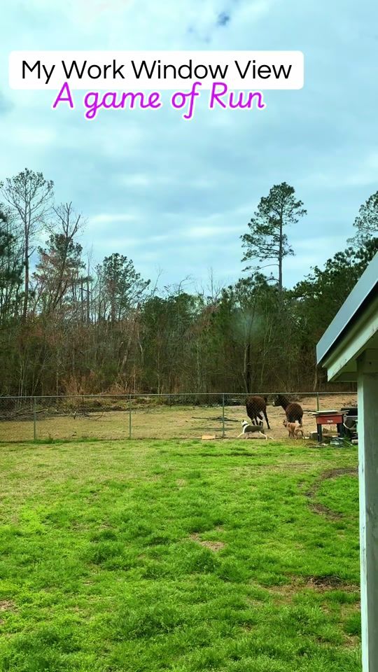 TikTok video thumbnail by ferngullyfarms
