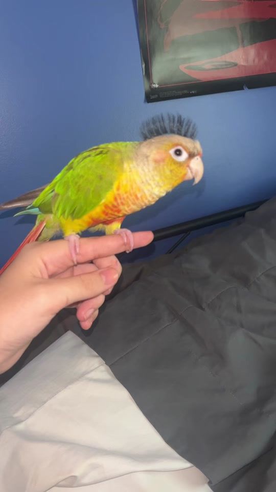 TikTok video thumbnail by mangolikestotango