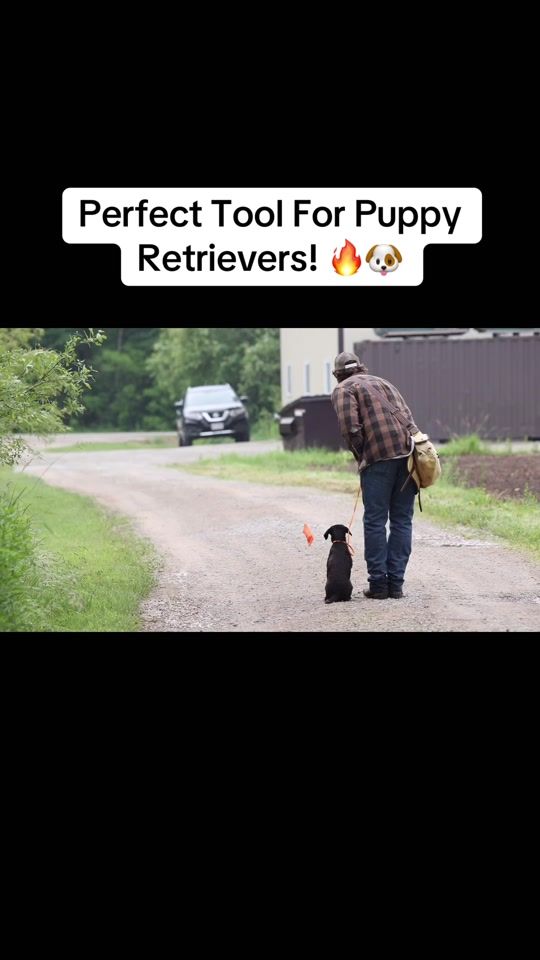 TikTok video thumbnail by dogbonetraining