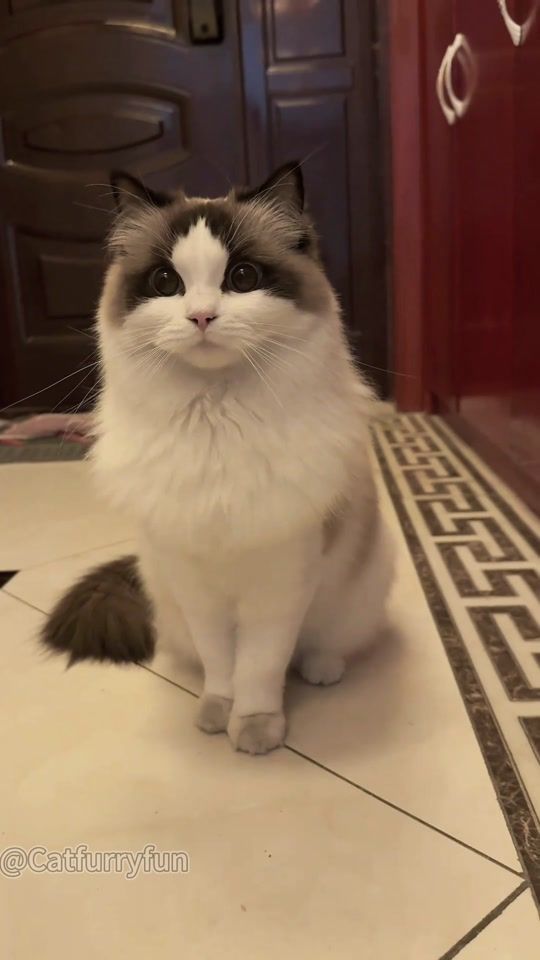 TikTok video thumbnail by funusa_