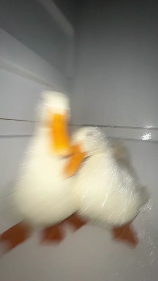 TikTok video thumbnail by thequakduo