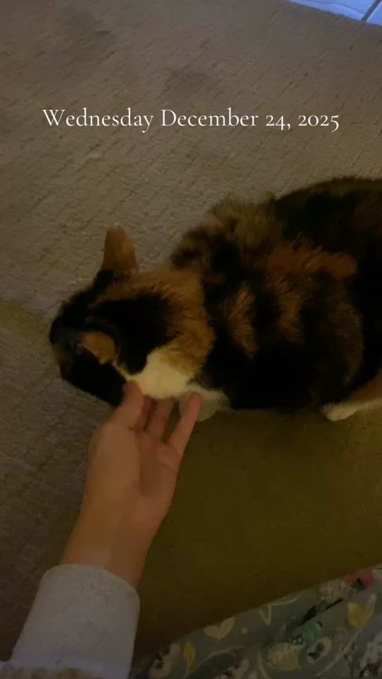 TikTok video thumbnail by alliegatorarchives