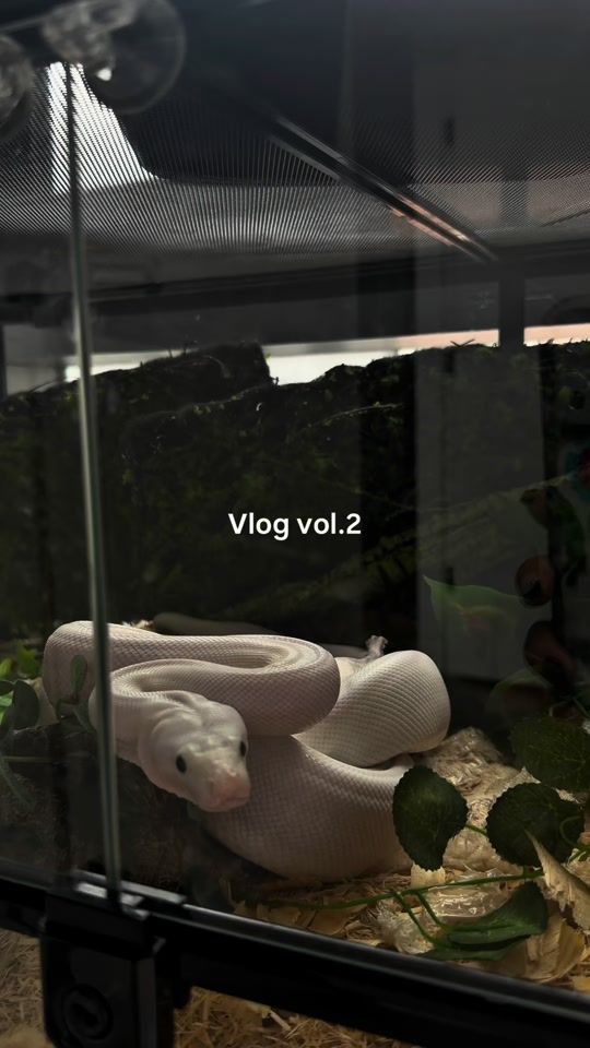 TikTok video thumbnail by lauraisabelaleon_