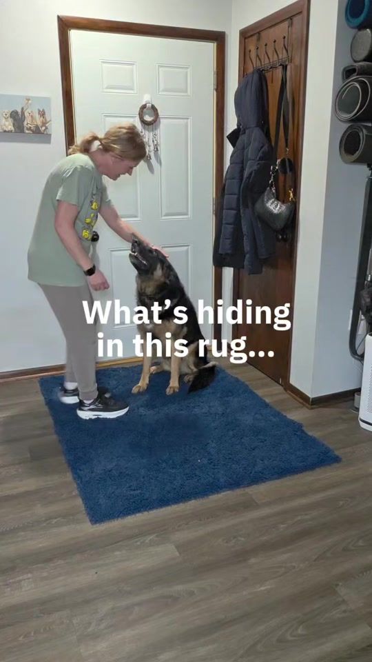 TikTok video thumbnail by titan.the.shepherd