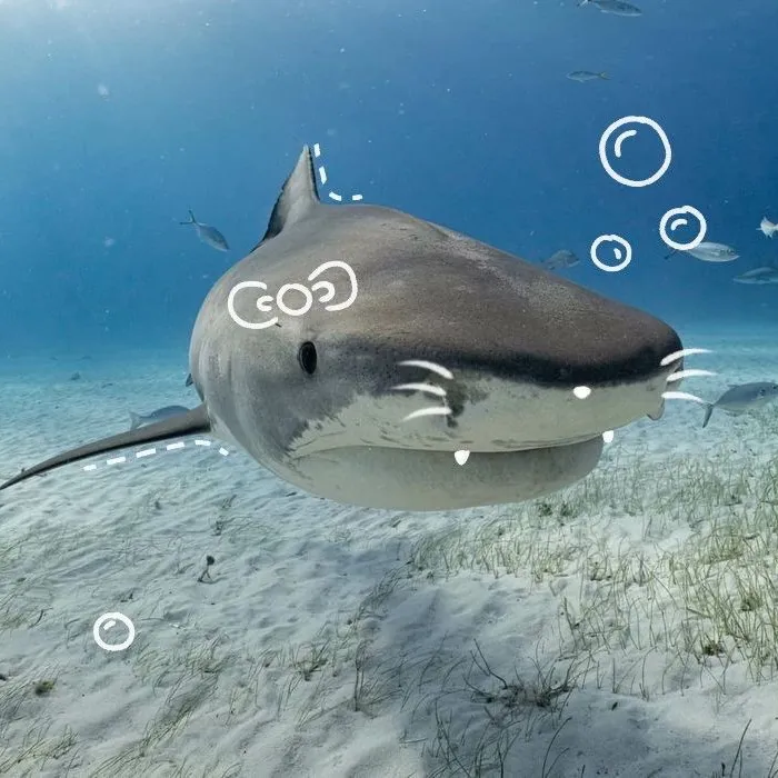 tradingwsharkie