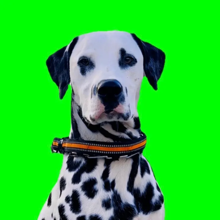 baloosilly