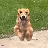 archertheweenie