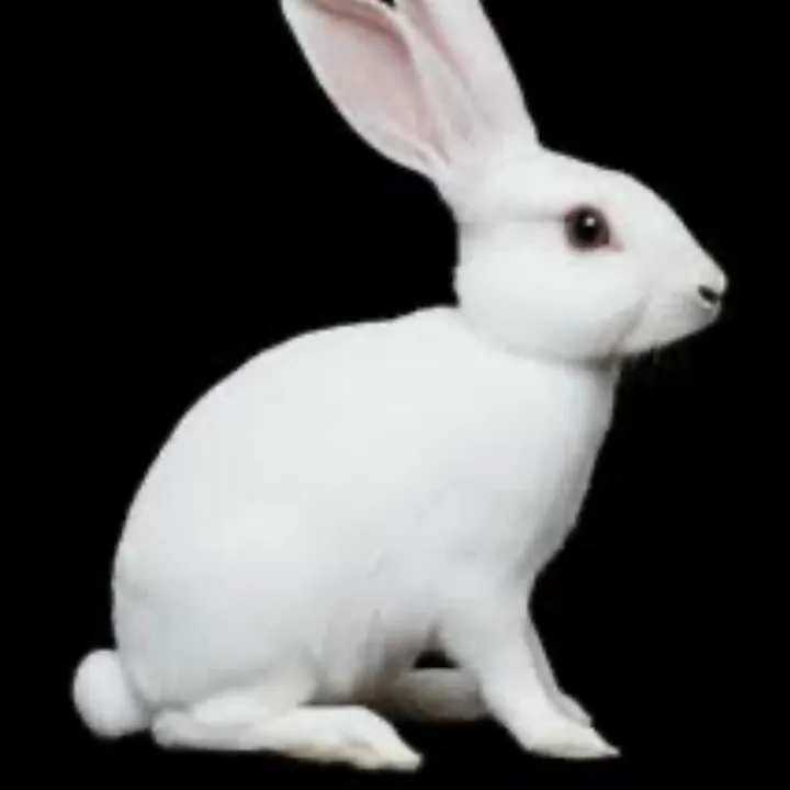 @rabbit_hole_addicts