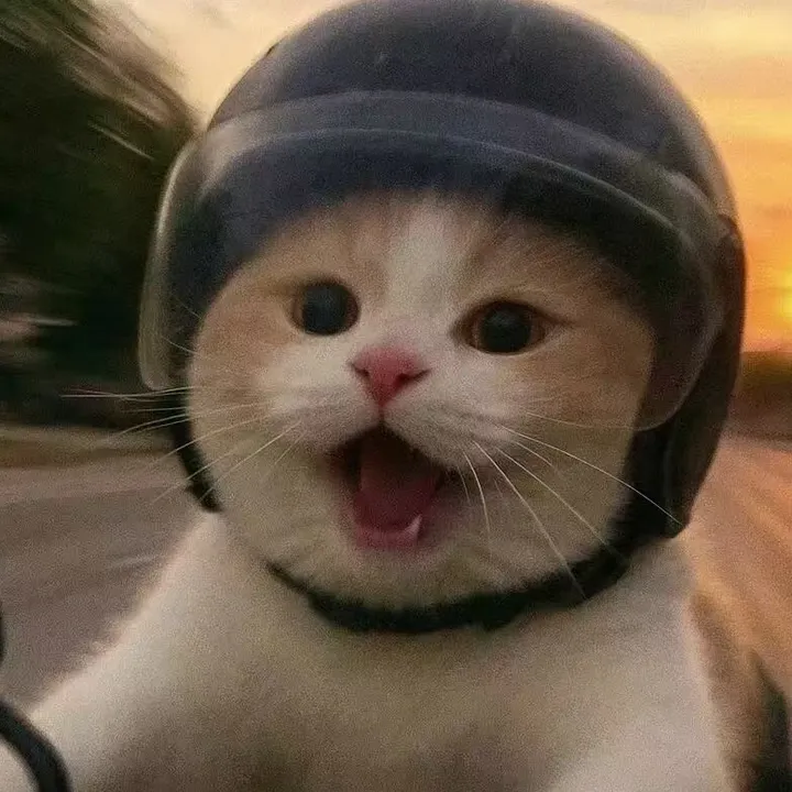 mimo.pet.f191