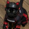 kitty.picks.mma
