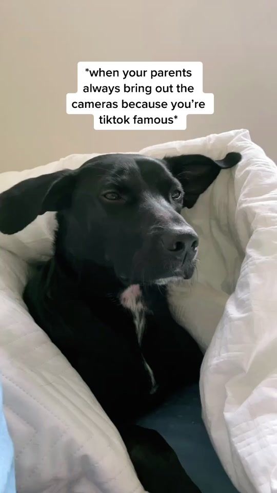 TikTok video thumbnail by buddadog2020