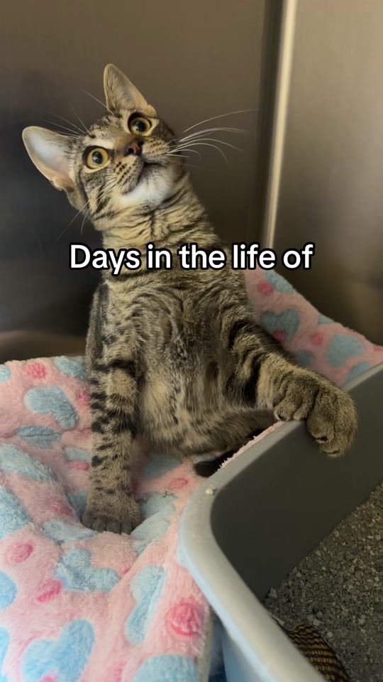 TikTok video thumbnail by kittyangelrescue