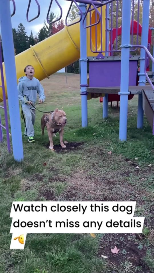 TikTok video thumbnail by darkdynastyk9s