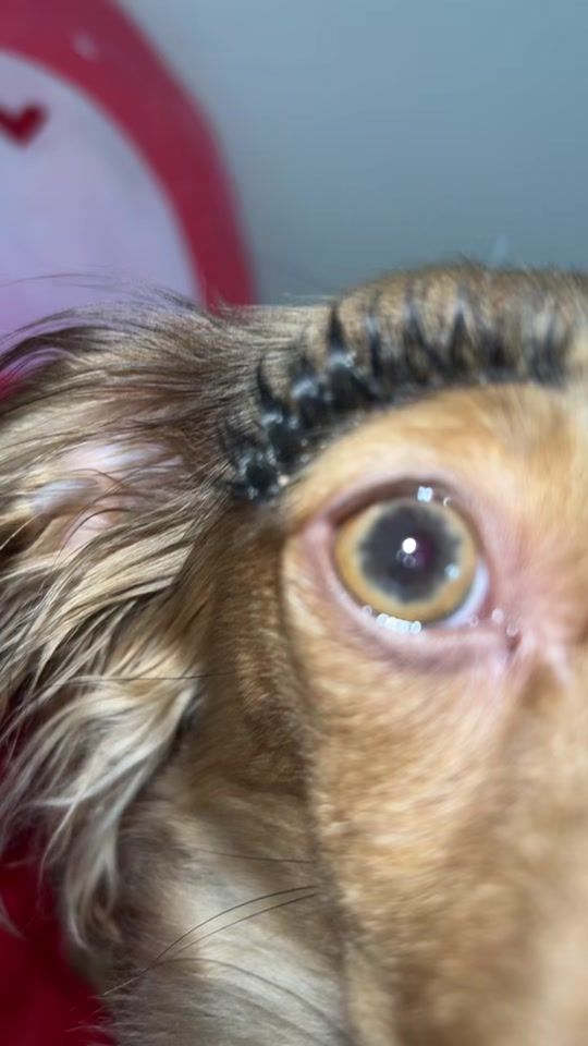 TikTok video thumbnail by loladachsund