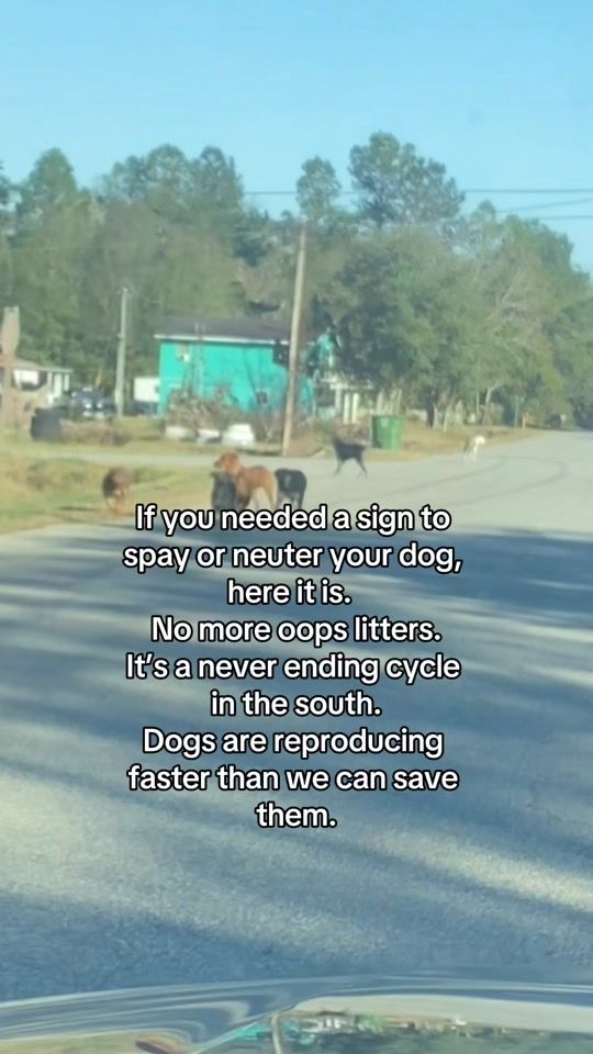 TikTok video thumbnail by straysandgays