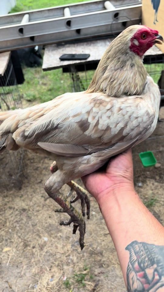TikTok video thumbnail by herreragamefarm_223