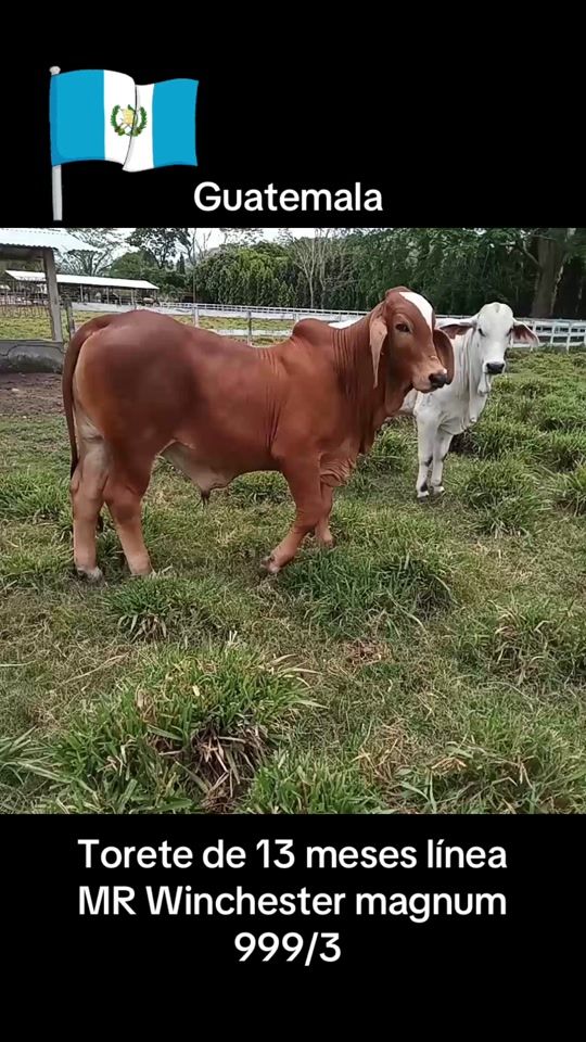 TikTok video thumbnail by edudiaz555