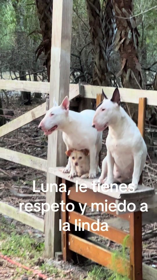 TikTok video thumbnail by bullterrierfamil