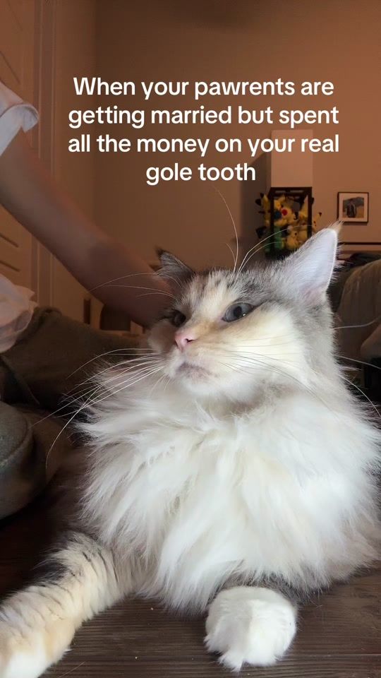 TikTok video thumbnail by tofus_owner