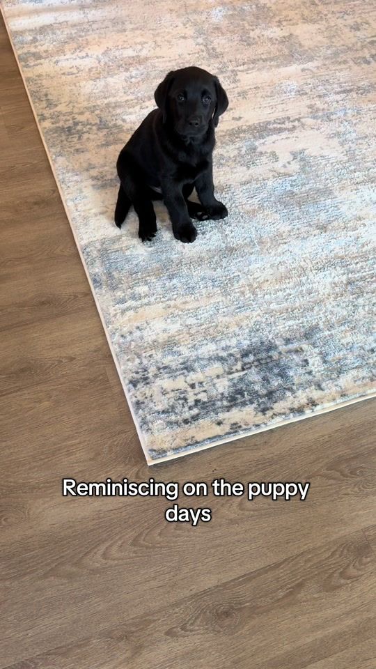 TikTok video thumbnail by kaseytheenglishlab