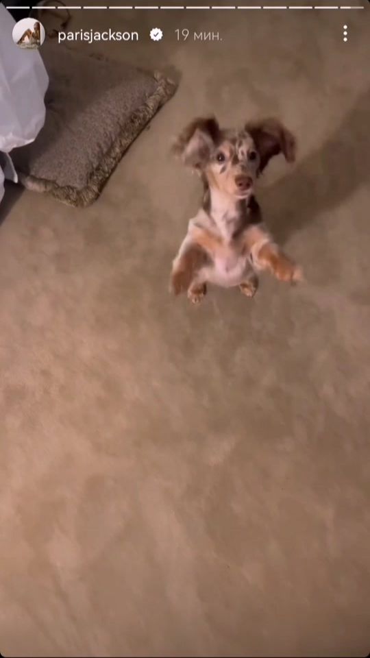TikTok video thumbnail by michael_legend
