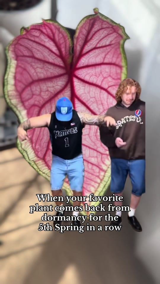 TikTok video thumbnail by me.myself.and_plants