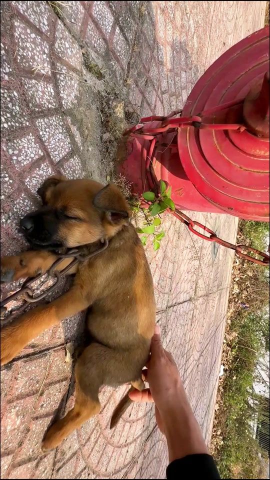 TikTok video thumbnail by rescue.angel