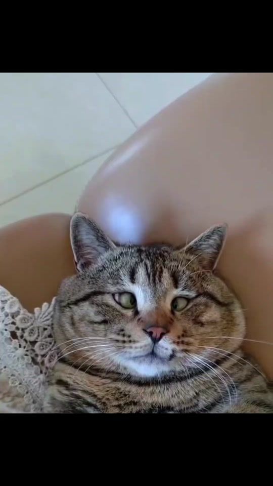 TikTok video thumbnail by user5196796769772