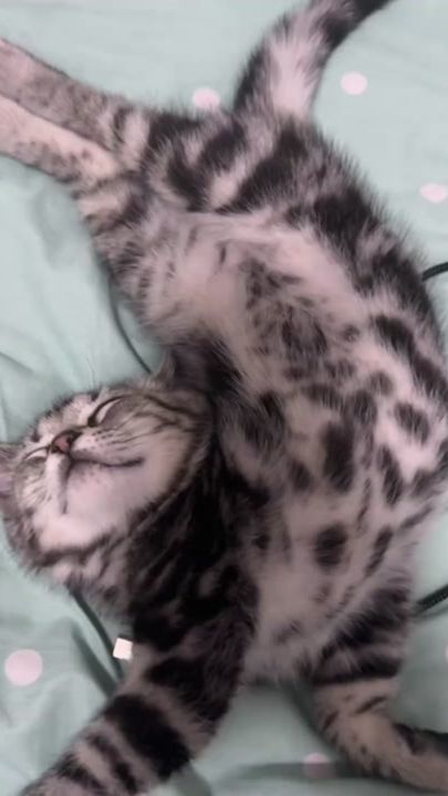 TikTok video thumbnail by yyydt09