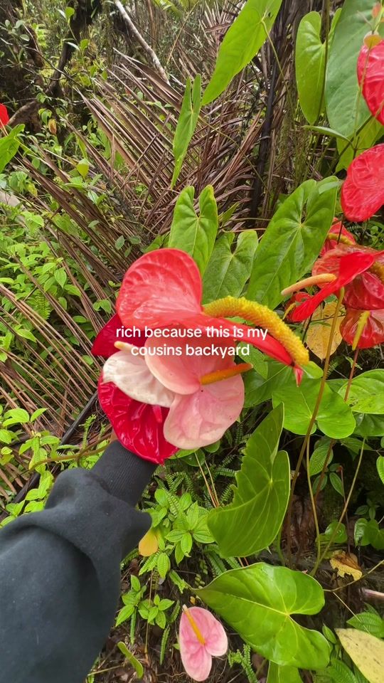 TikTok video thumbnail by kameahaiku
