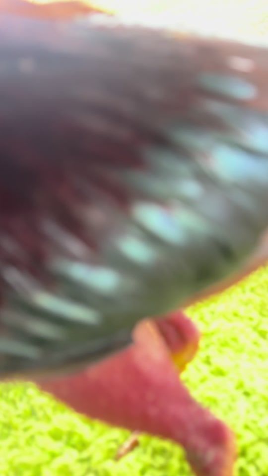 TikTok video thumbnail by banca_hrs_rivera
