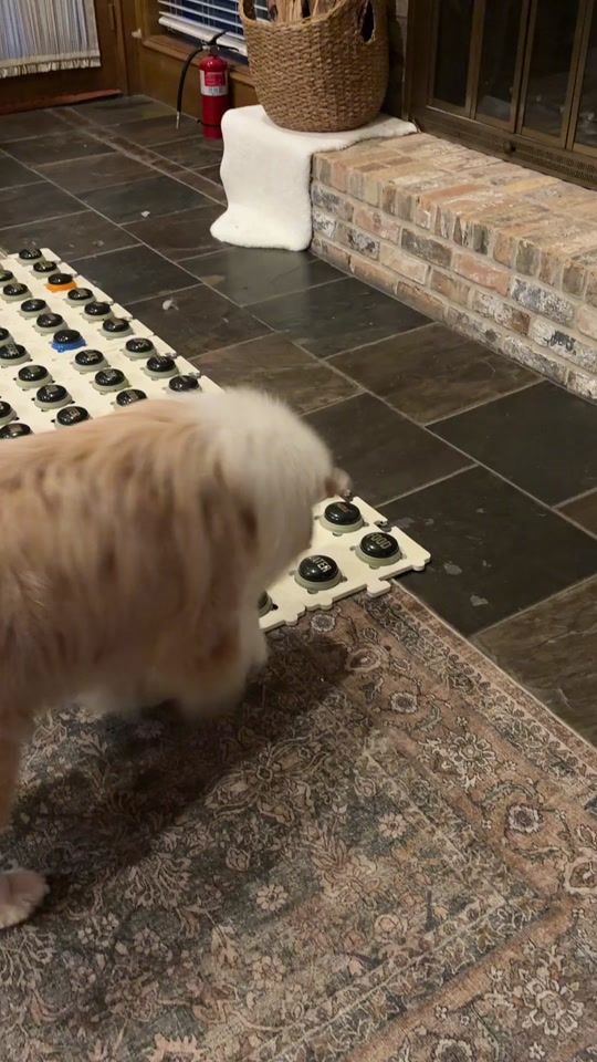 TikTok video thumbnail by flambothedog