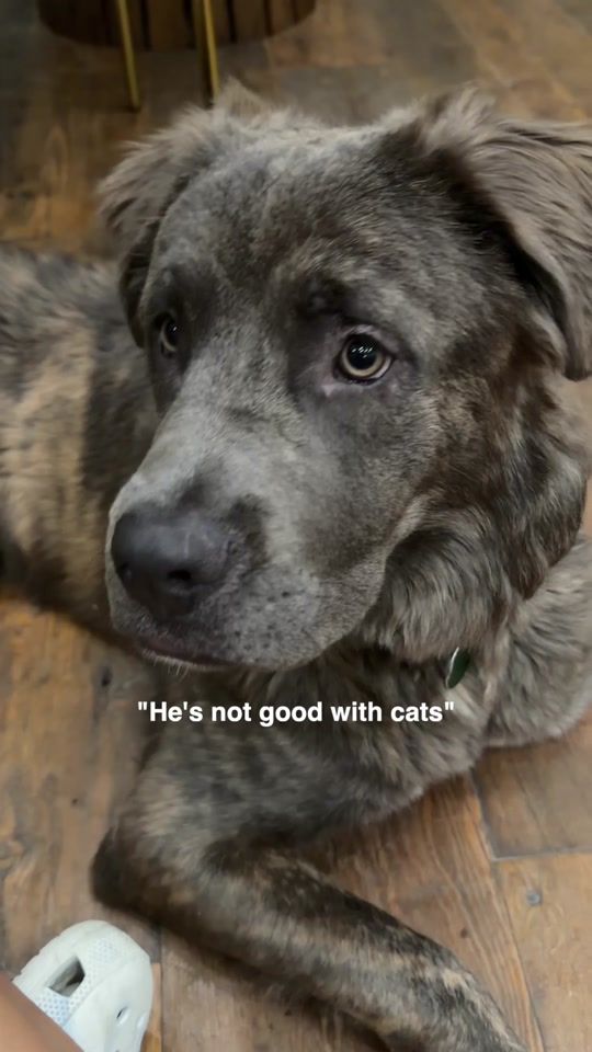 TikTok video thumbnail by kittyboyandfriends