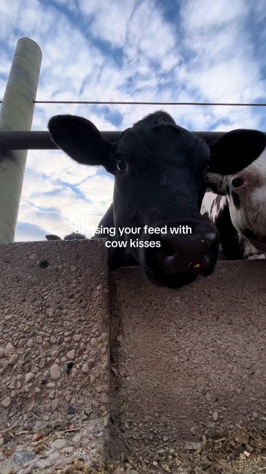 TikTok video thumbnail by spurleyfarms