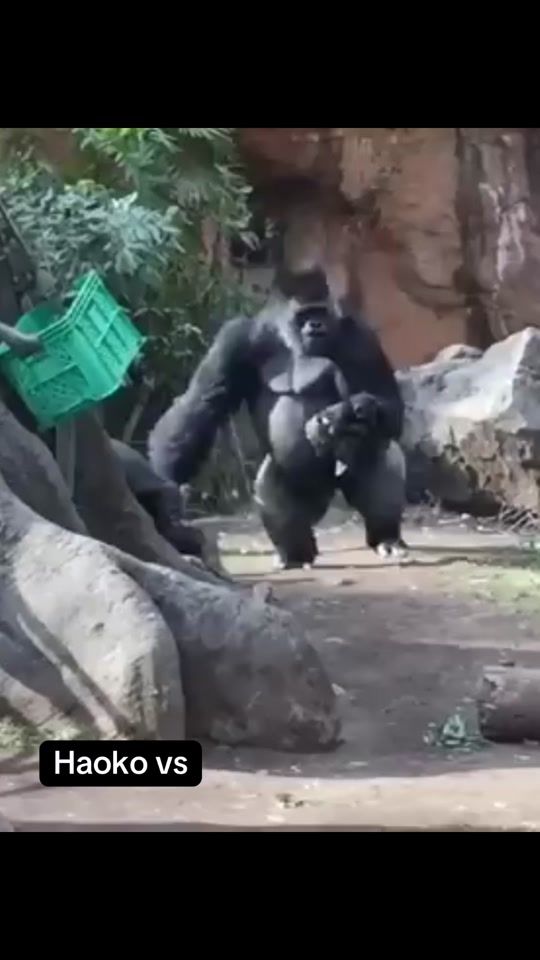 TikTok video thumbnail by gorilla_content1