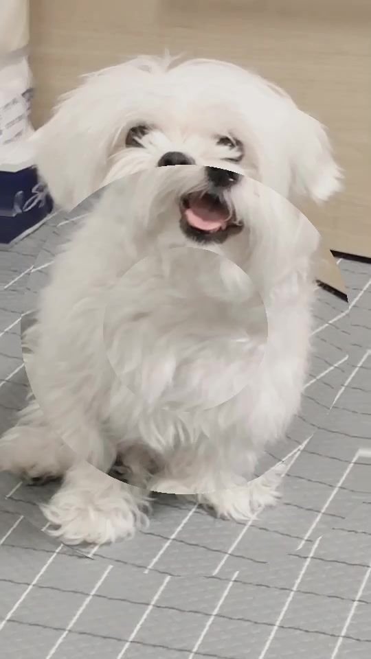TikTok video thumbnail by allabout_4seasons