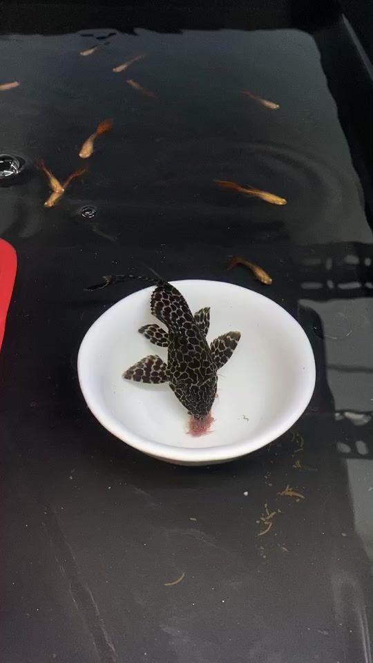 TikTok video thumbnail by hungvodich